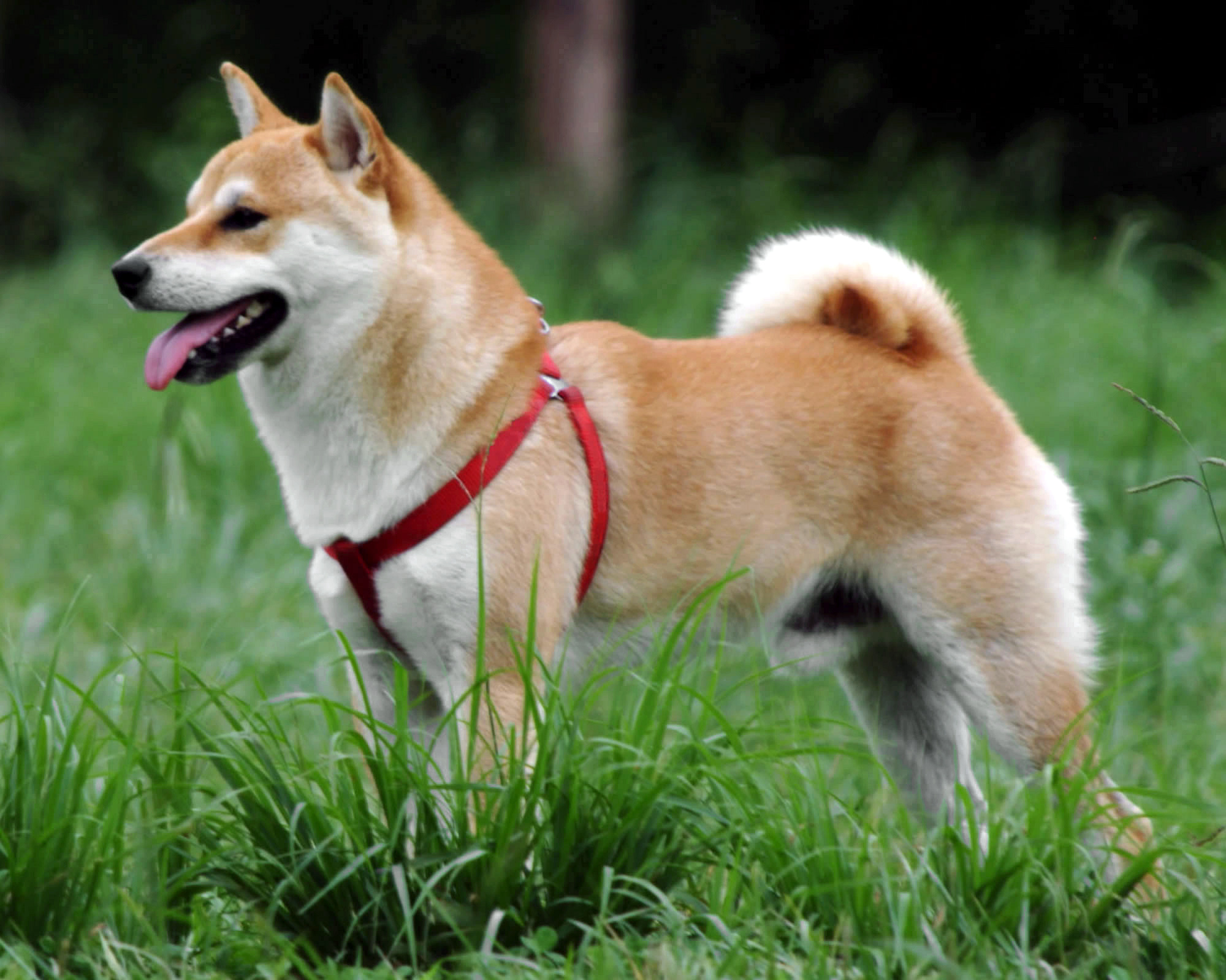 Shiba inu, anjing asli Jepang yang sering dikira mirip akita inu.