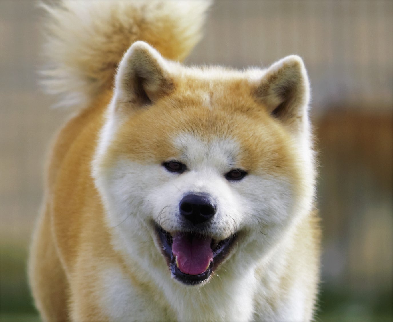 Muka lucu anjing akita asli Jepang.