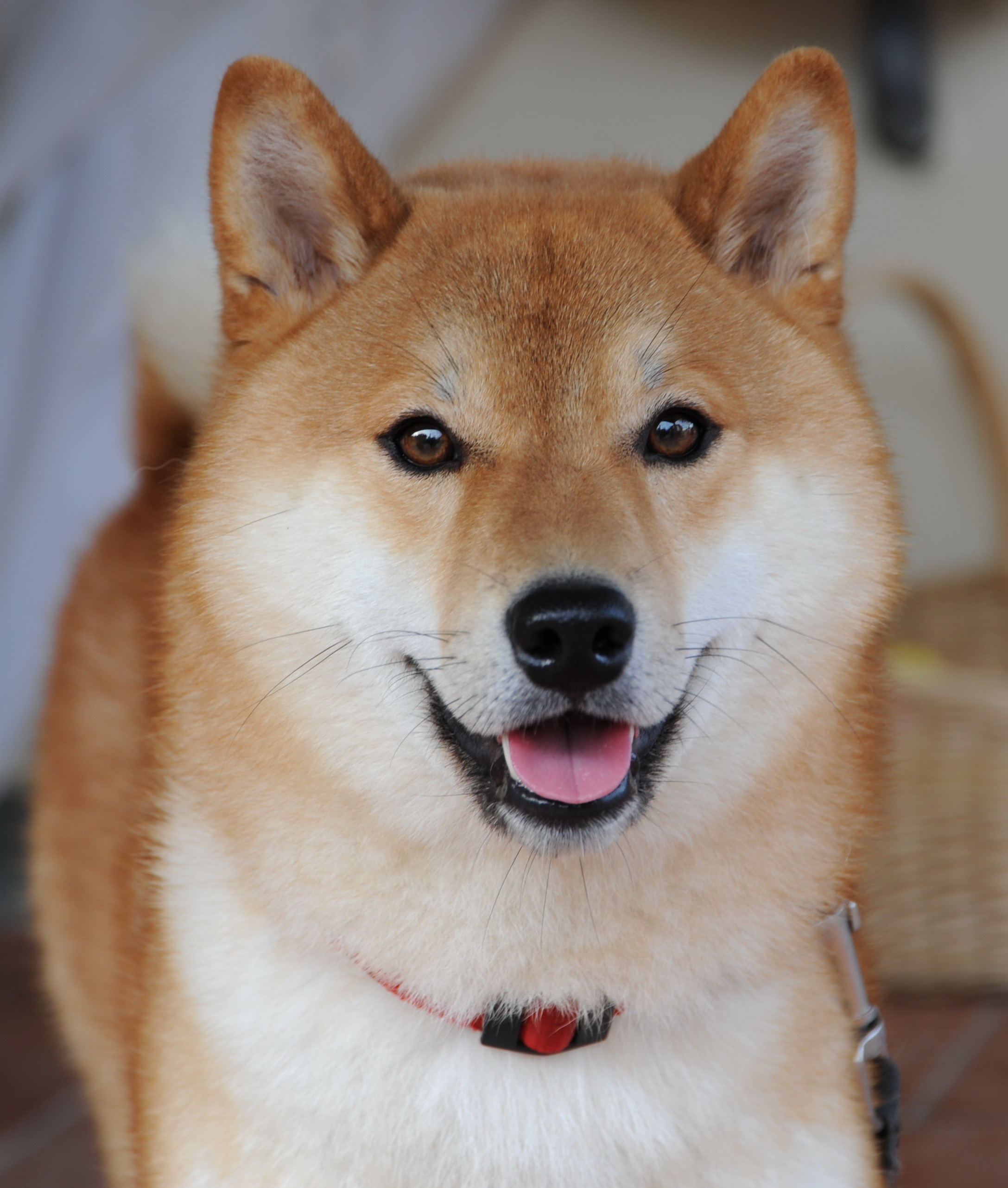 Muka menggemaskan anjing shiba asli Jepang.