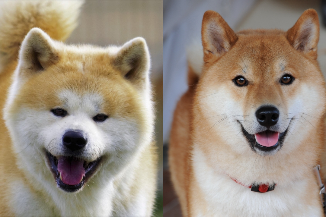 Anjing akita dan anjing shiba asli dari Jepang, terlihat mirip tetapi ada bedanya.