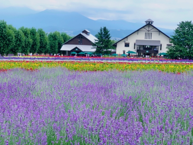 Ladang Bunga Lavender Furano di Hokkaido, Jepang.
