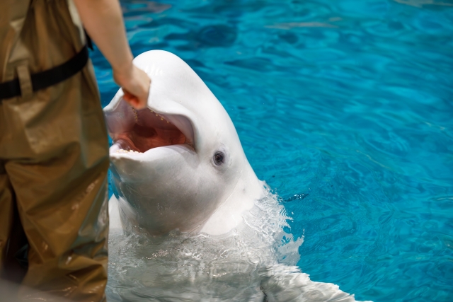 Atraksi paus beluga di Port of Nagoya Public Aquarium, Nagoya, Jepang