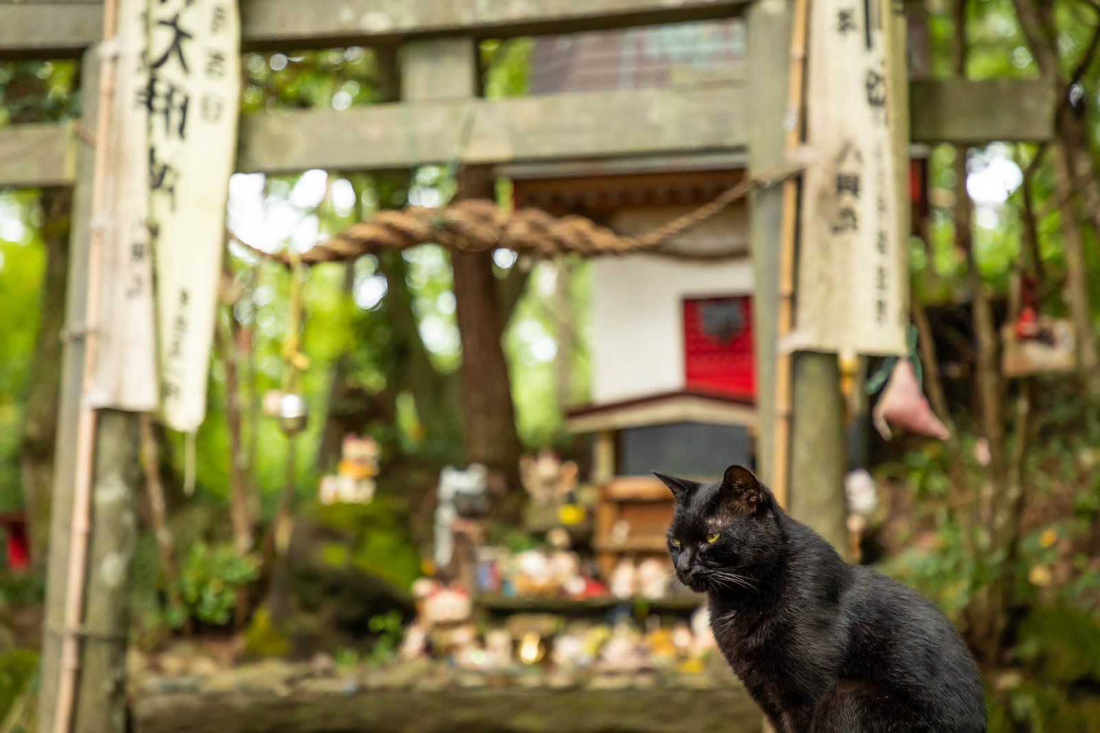 Kucing hitam di depan kuil kucing Pulau Tashirojima.