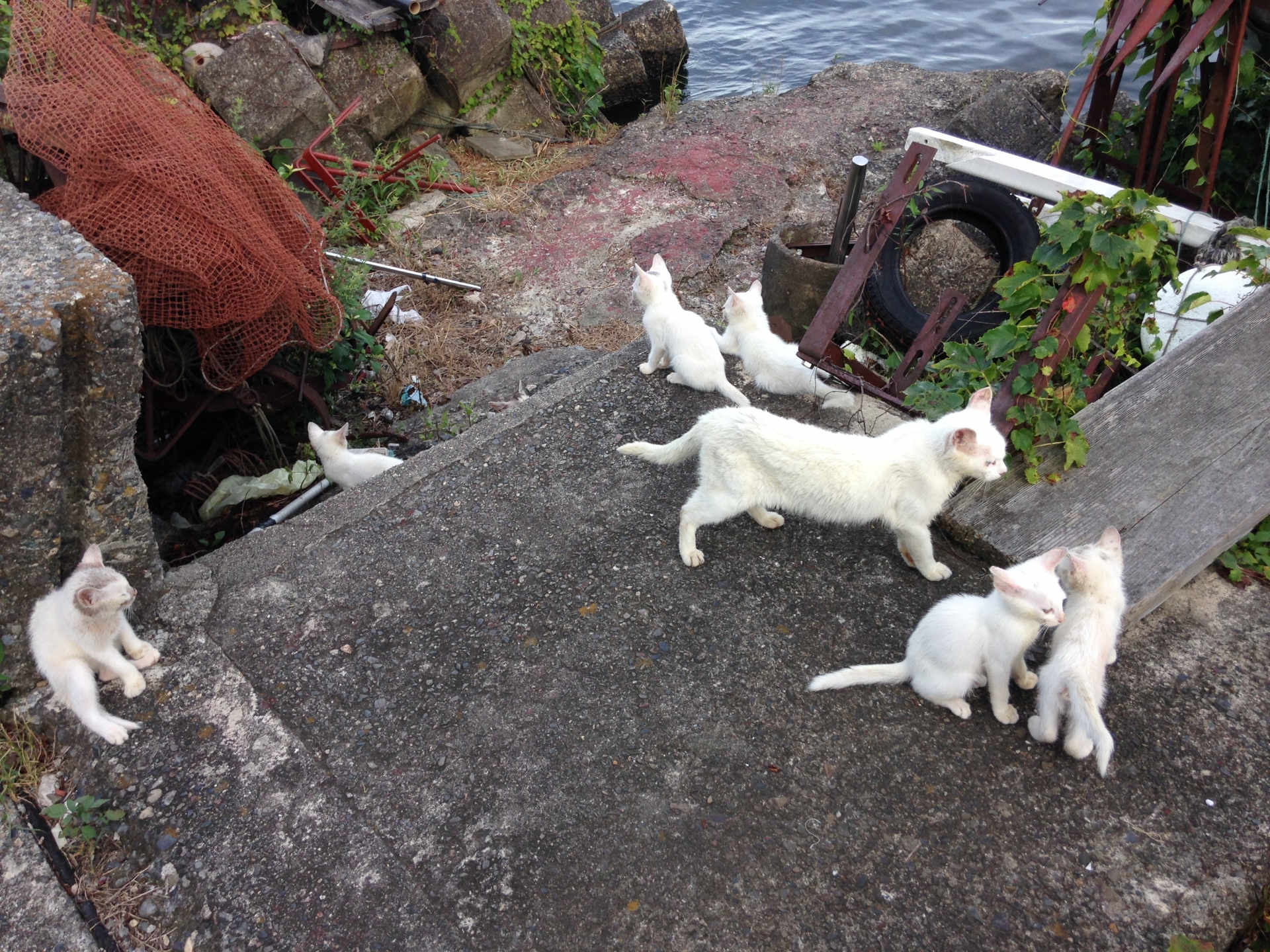 Sekelompok kucing putih di Pulau Okishima, area Danau Biwa, Prefektur Shiga, Jepang.