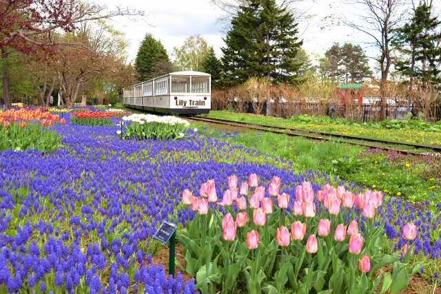 Taman Yurigahara saat musim semi di Hokkaido, Jepang.