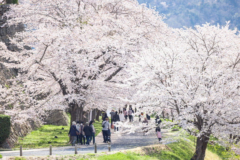 Hanami atau melihat bunga menjadi tradisi orang Jepang.