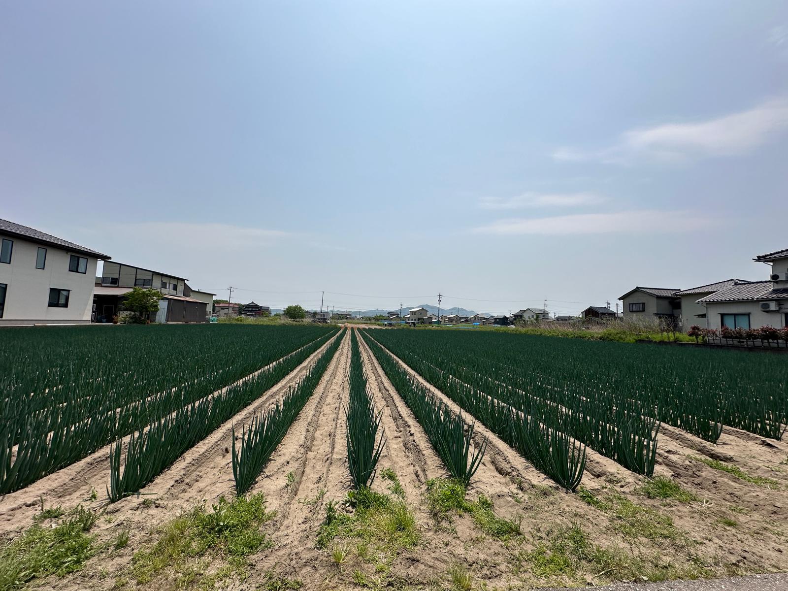 Sawah khusus daun bawang di Matsubara Farm, Prefektur Toyama, Jepang, Selasa (20/5/2025).