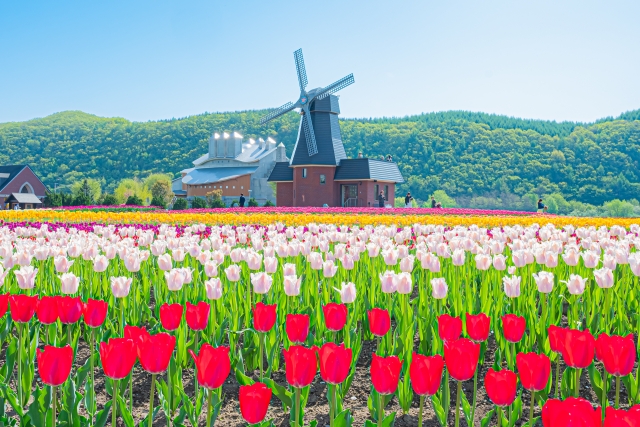 Taman tulip Kamiyubetsu di Hokkaido, Jepang.