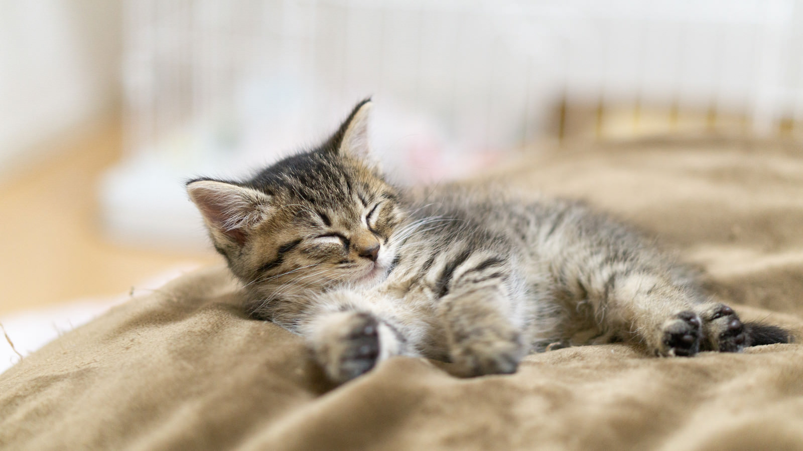 Ilustrasi kucing sedang tidur. Oyasuminasai (おやすみなさい) dalam Bahasa Jepang artinya selamat malam.