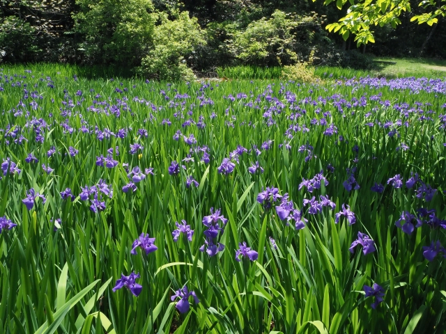 Iris, bunga musim panas di Jepang yang mekar pada Mei sampai Juni.