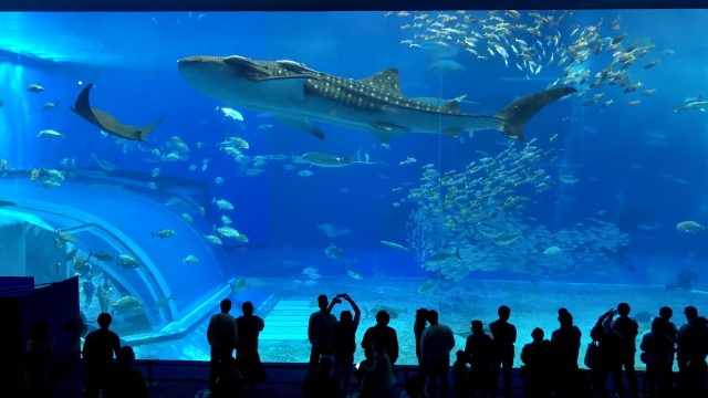 Akuarium Churaumi, tempat wisata di Okinawa, Jepang.