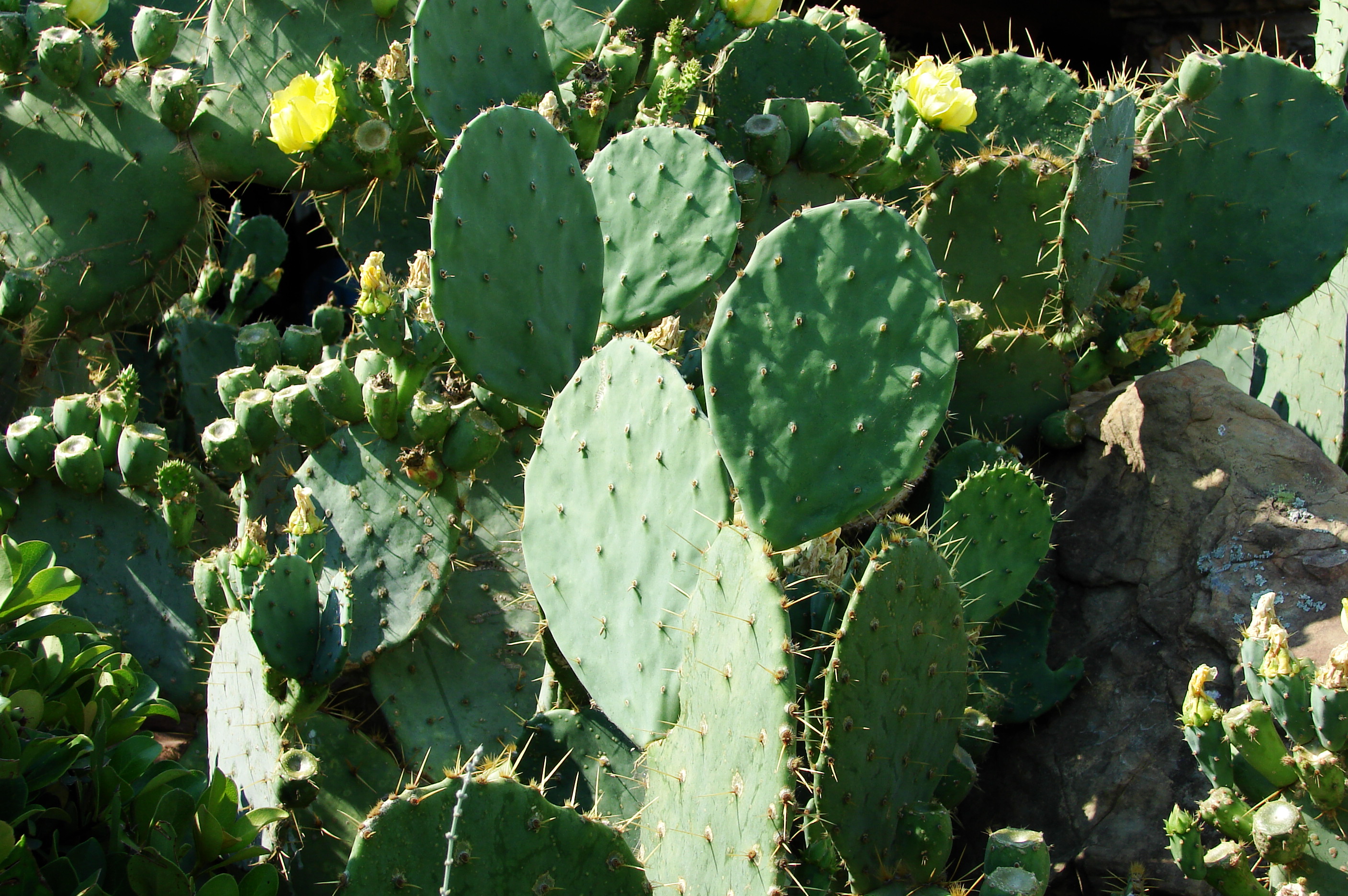 Kaktus prickly pear atau kaktus pir berduri jadi superfood baru di Jepang.