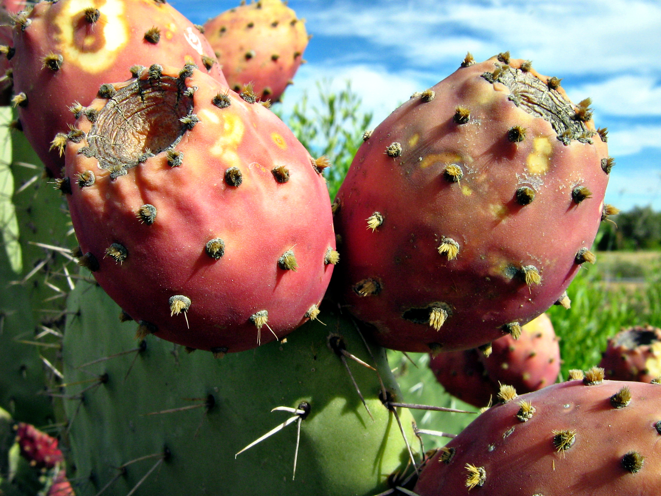 Kaktus prickly pear atau kaktus pir berduri jadi superfood baru di Jepang.