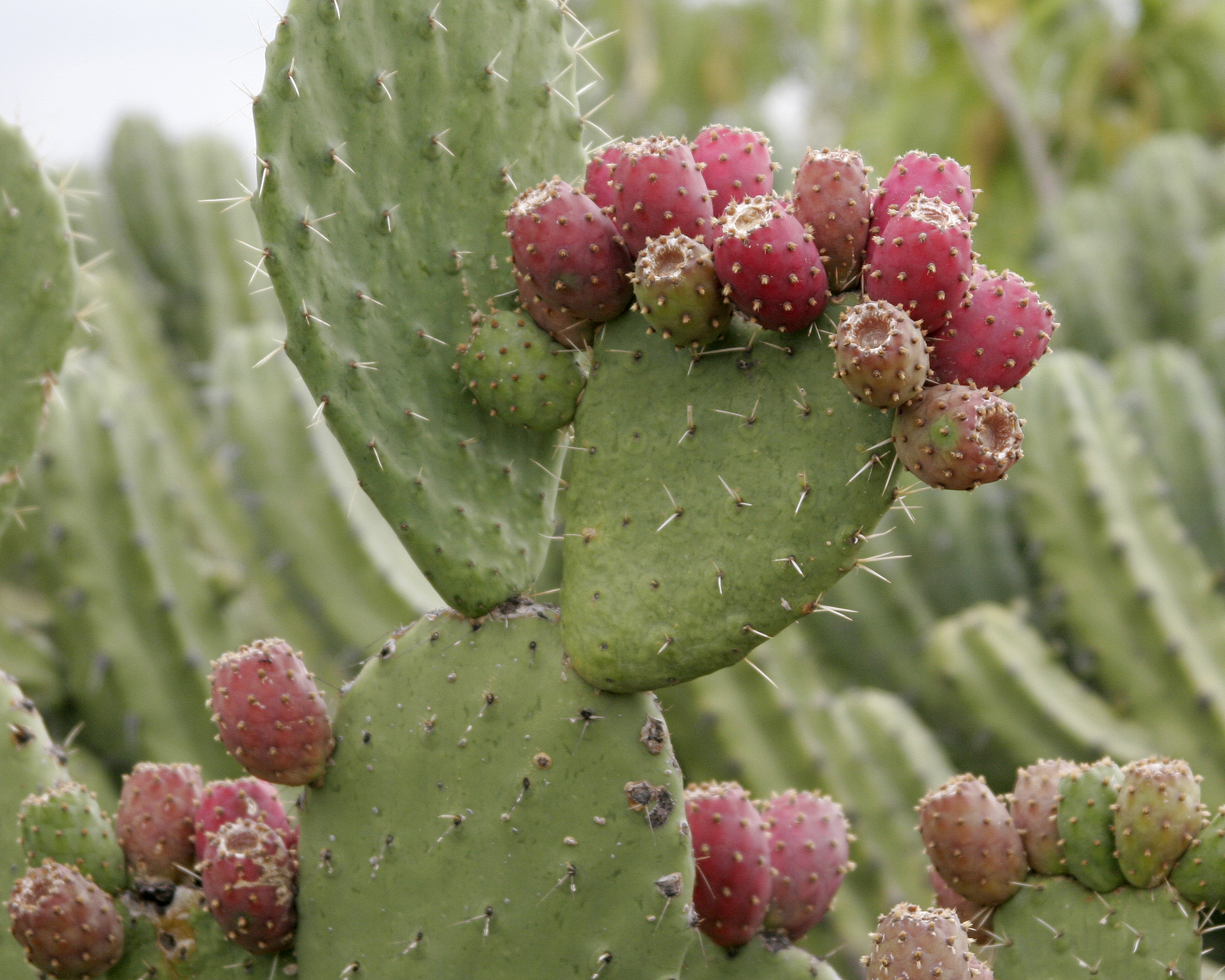 Kaktus prickly pear atau kaktus pir berduri jadi superfood baru di Jepang.