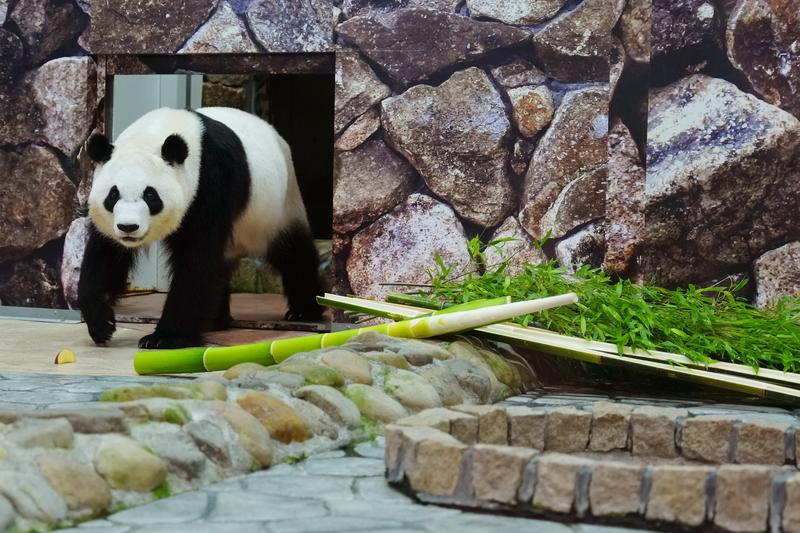 Saihin, salah satu dari empat panda di kebun binatang di Prefektur Wakayama, Jepang, yang pulang kampung ke China. Kini, panda di Jepang tinggal 2 ekor.