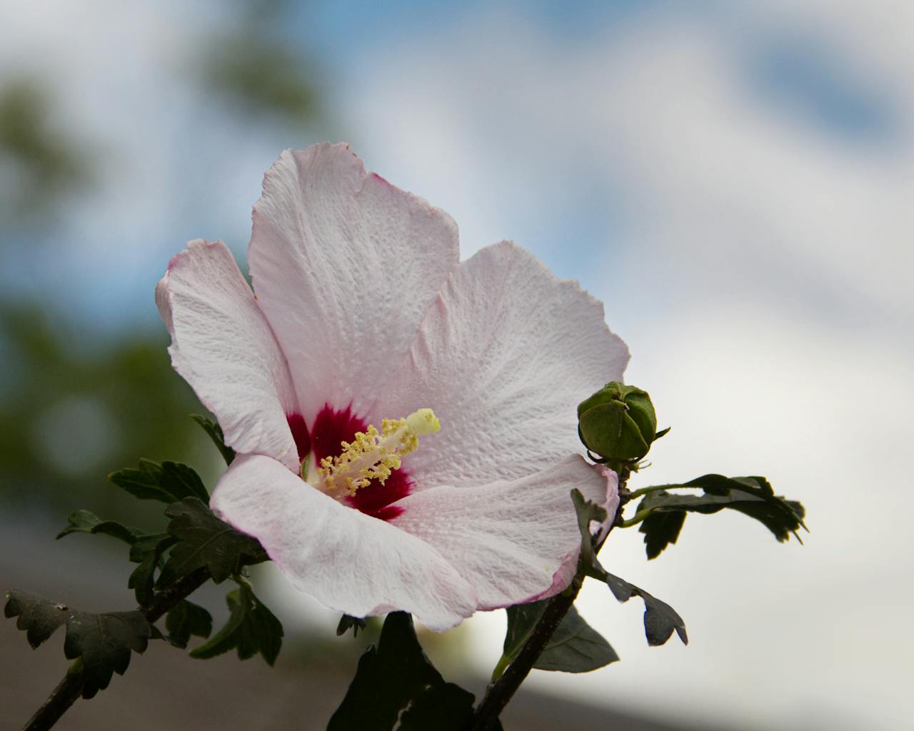 Rose of sharon atau mukuge, bunga yang mekar saat musim panas di Jepang.