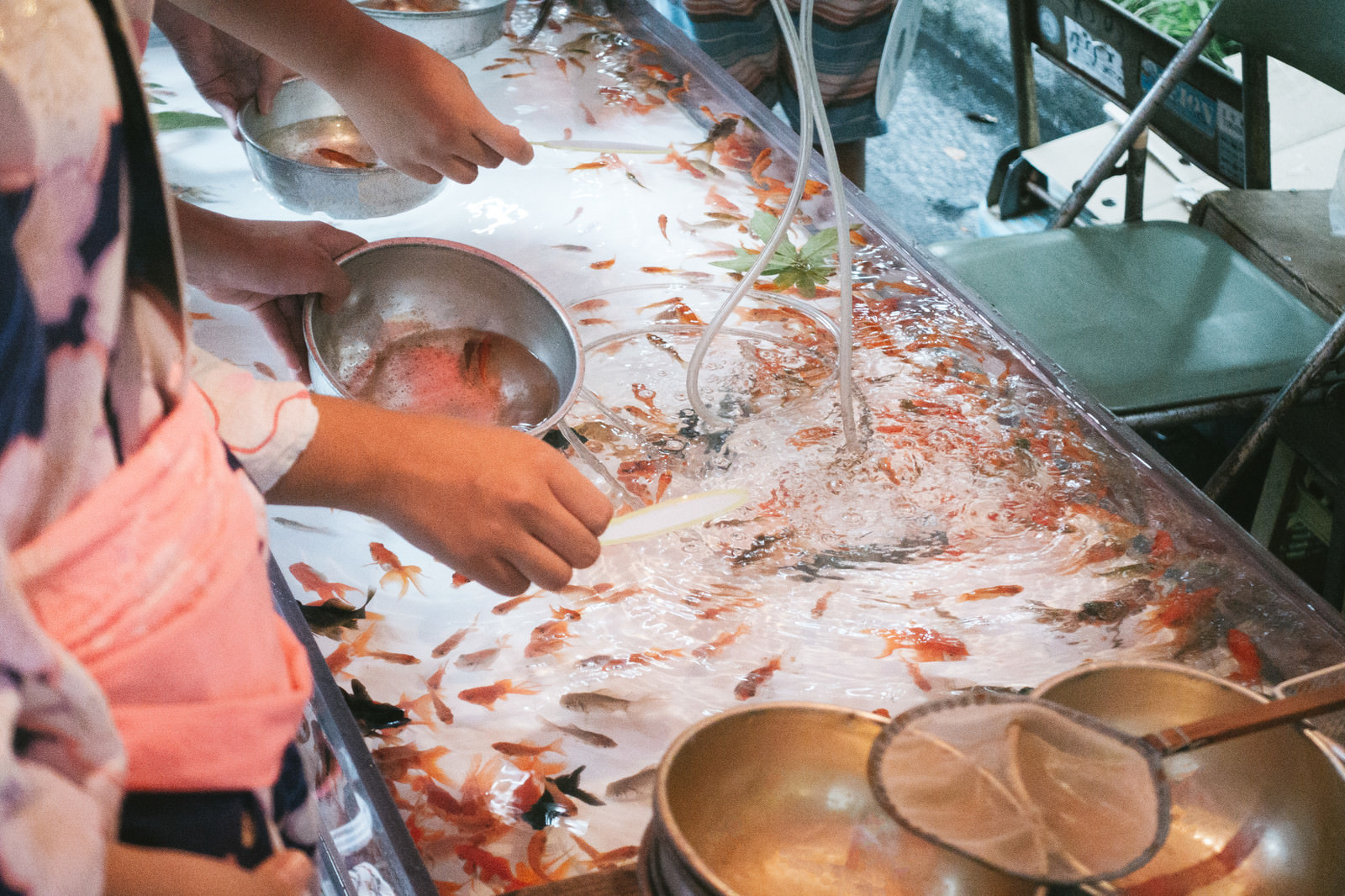 Tangkap ikan mas, permainan khas festival musim panas di Jepang.