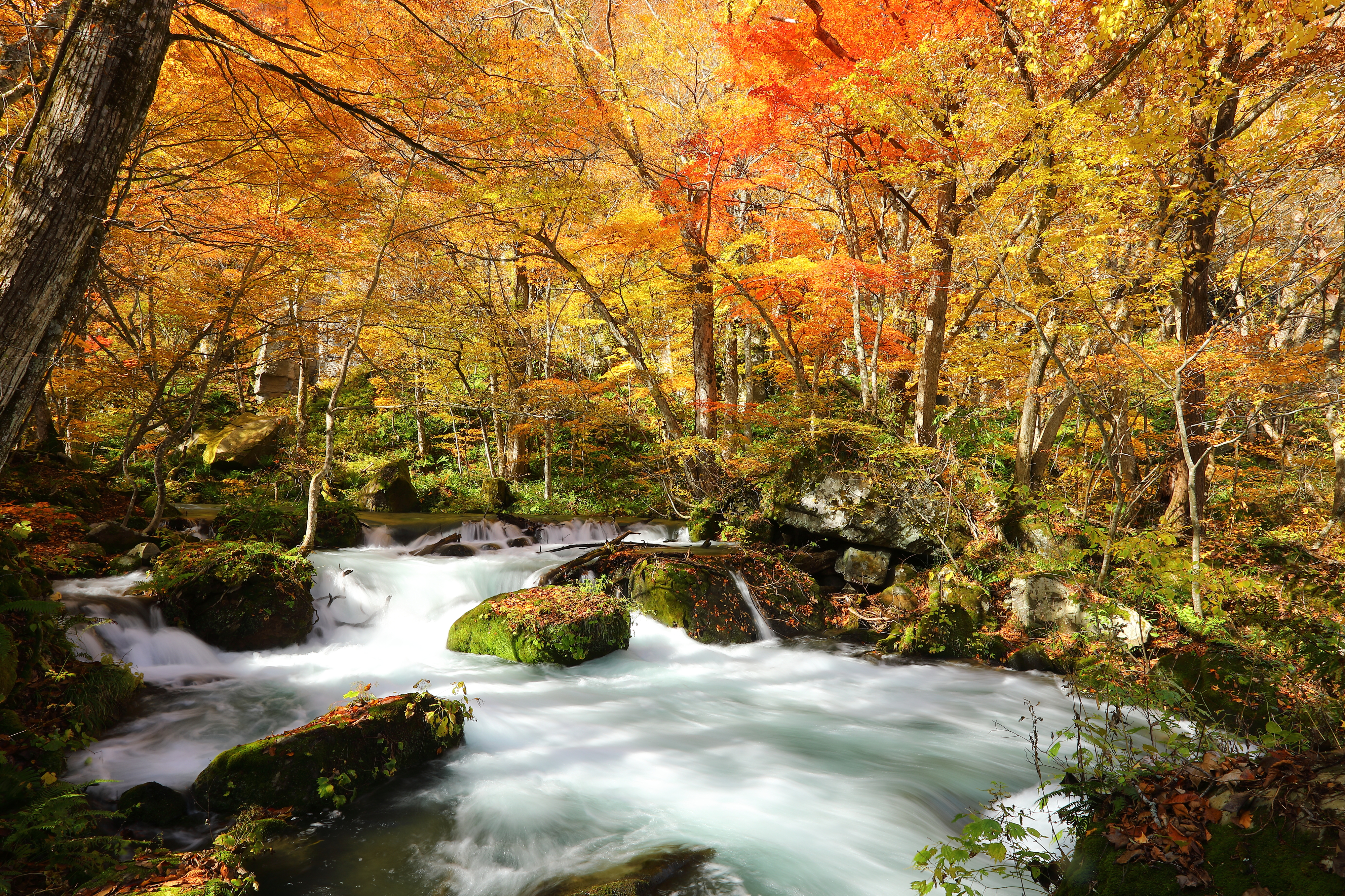 Lembah Oirase di Prefektur Aomori, Tohoku, Jepang, membentang sepanjang 14 kilometer dengan panorama musim gugur yang menakjubkan.
