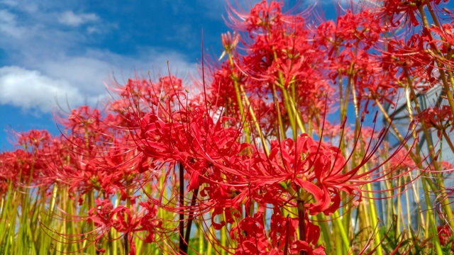 Bunga red lily spider atau higanbana di Jepang melambangkan kehidupan dan kematian, biasanya tumbuh saat musim gugur.