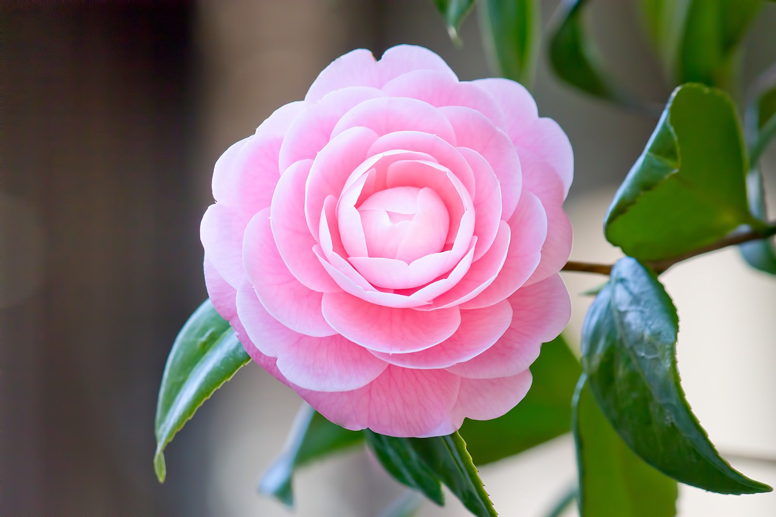 Tsubaki atau bunga camellia Jepang melambangkan kematian.