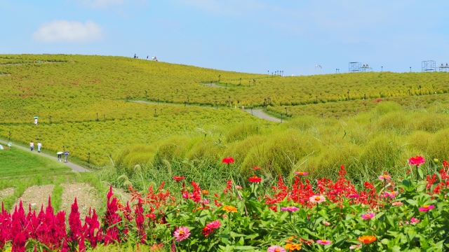Hitachi Seaside Park, salah satu taman bunga terindah di Jepang.
