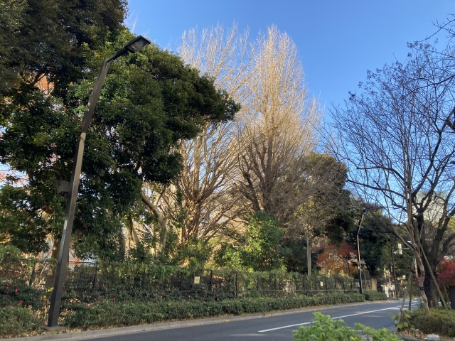 Shinjuku Gyoen National Garden, salah satu taman bunga terindah di Jepang.