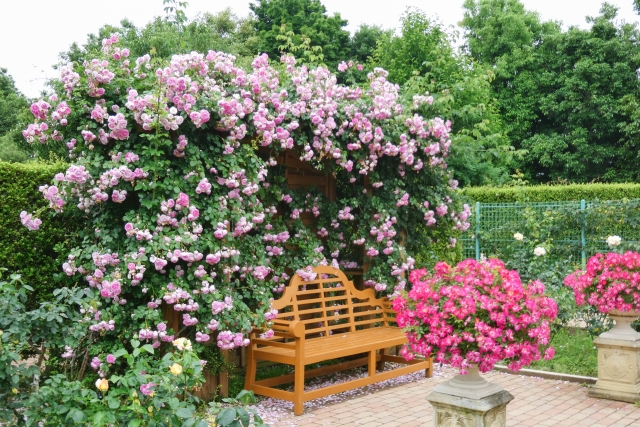 Kana Garden, salah satu taman bunga terindah di Jepang.