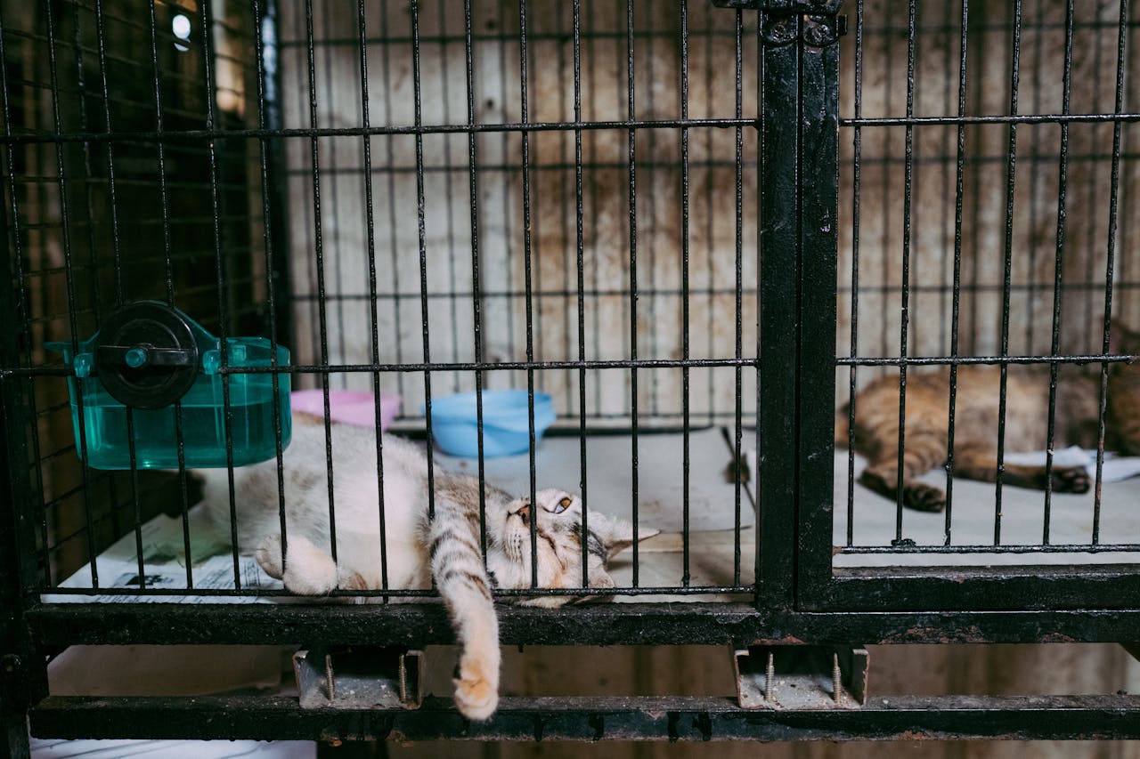 Ilustrasi tempat penampungan kucing.