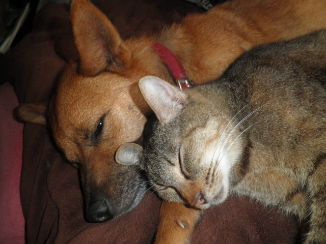 Kucing dan anjing lucu untuk teman main di rumah.