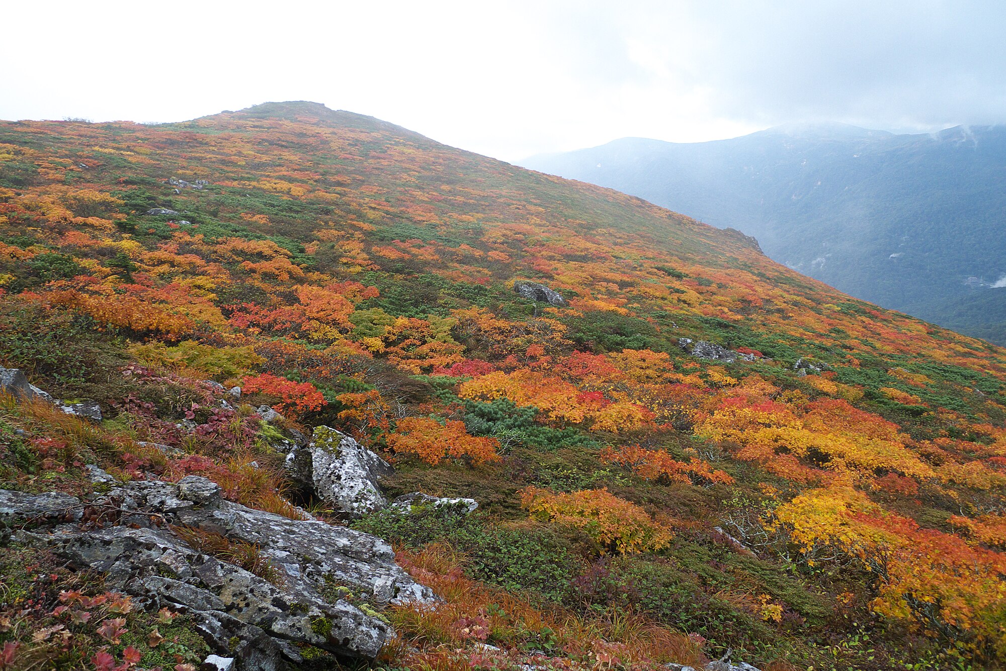 Daun-daun berwarna merah, kuning, dan hijau di Gunung Mitsuishi di Kota Hachimantai, Prefektur Iwate, Jepang.