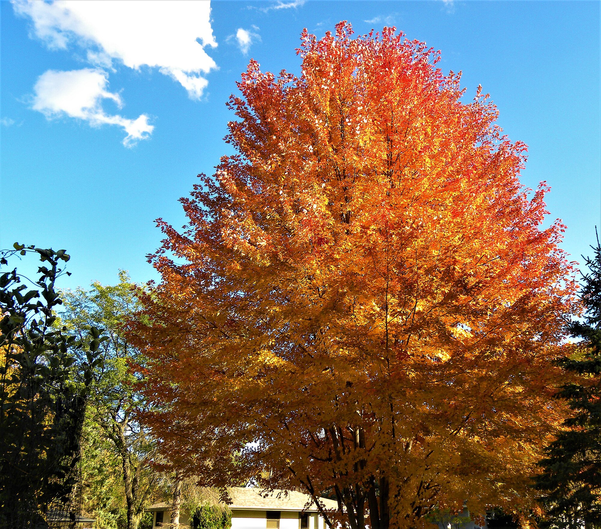 Pohon Maple di Roseville, Minnesota. 