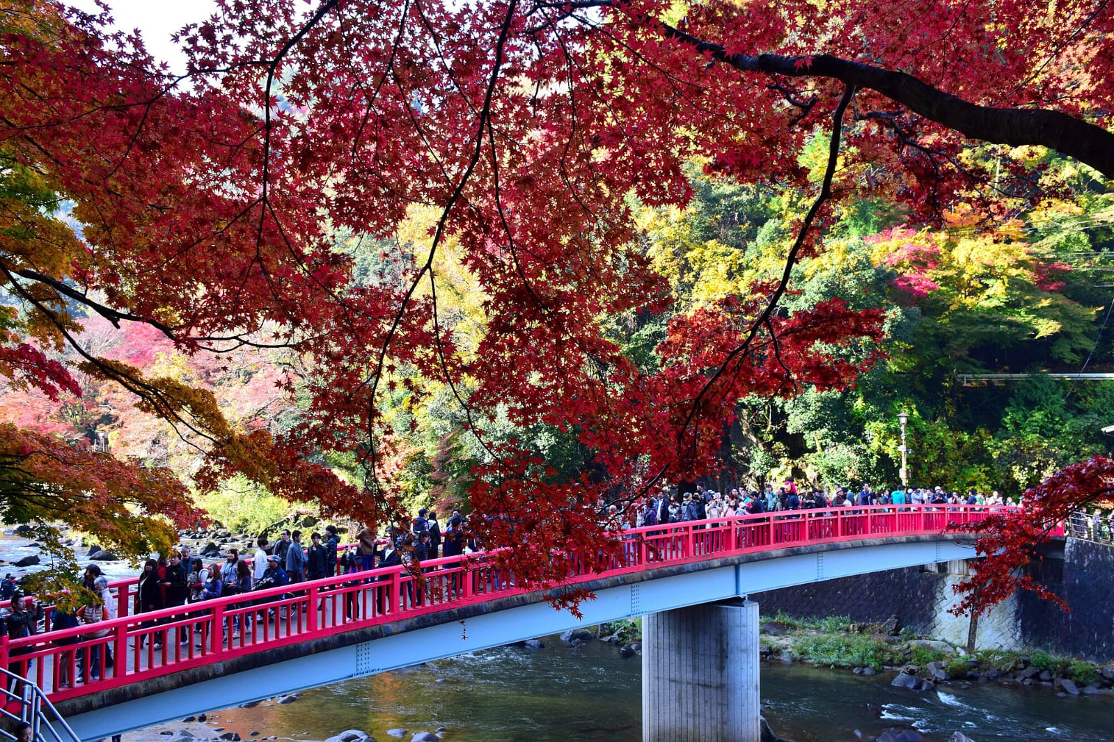Jembatan Taigetsu dan daun musim gugur.