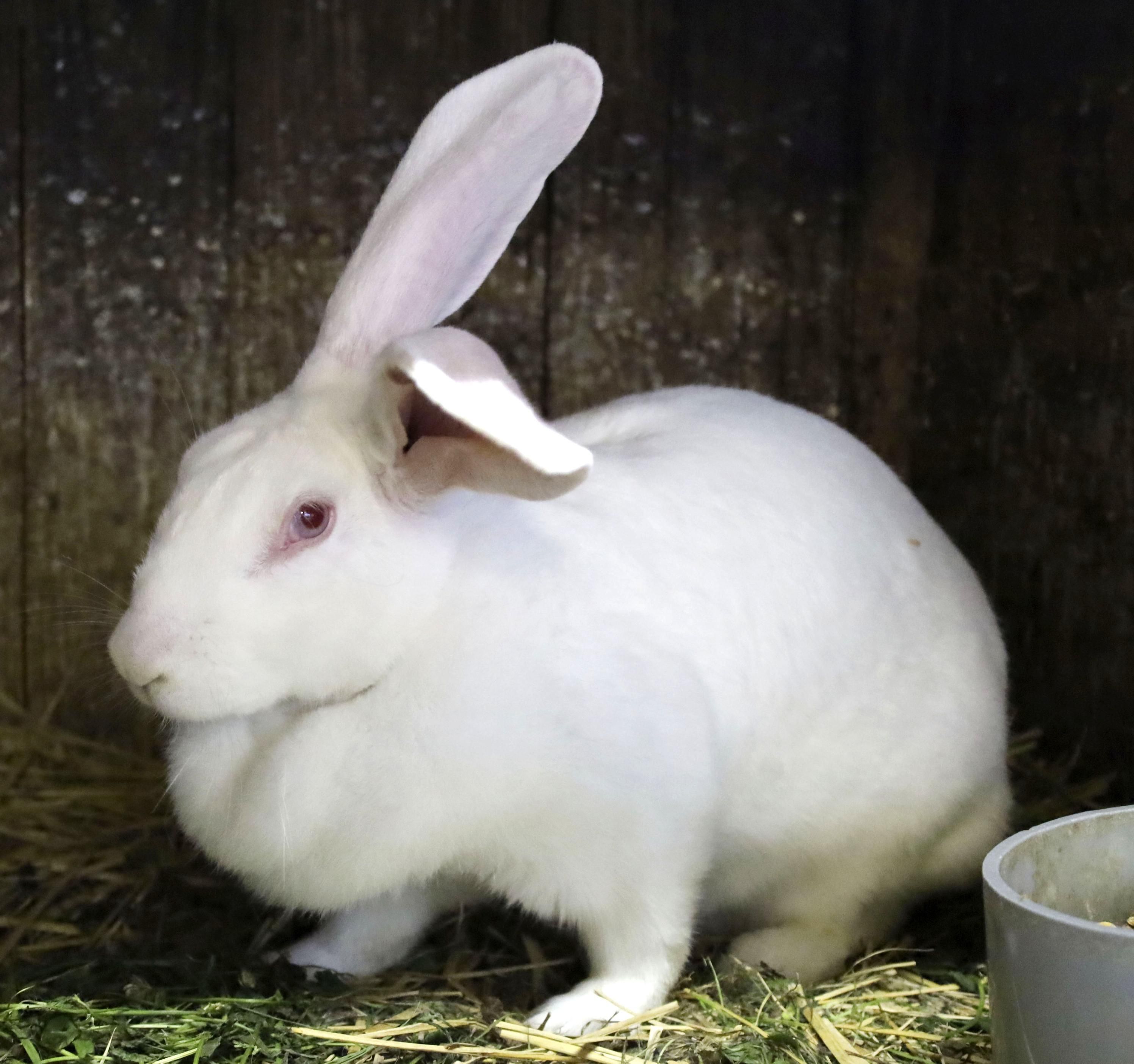 Kelinci jumbo di Daisen, Prefektur Akita, Jepang. (26/6/2025)