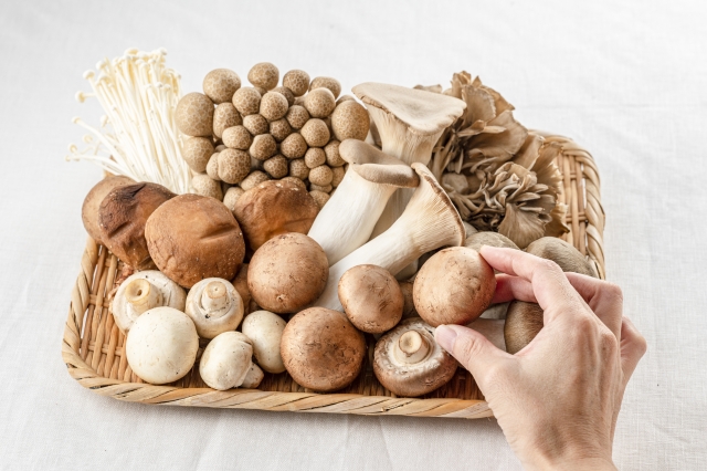 Ilustrasi berbagai jenis jamur yang sedang musim di Jepang.