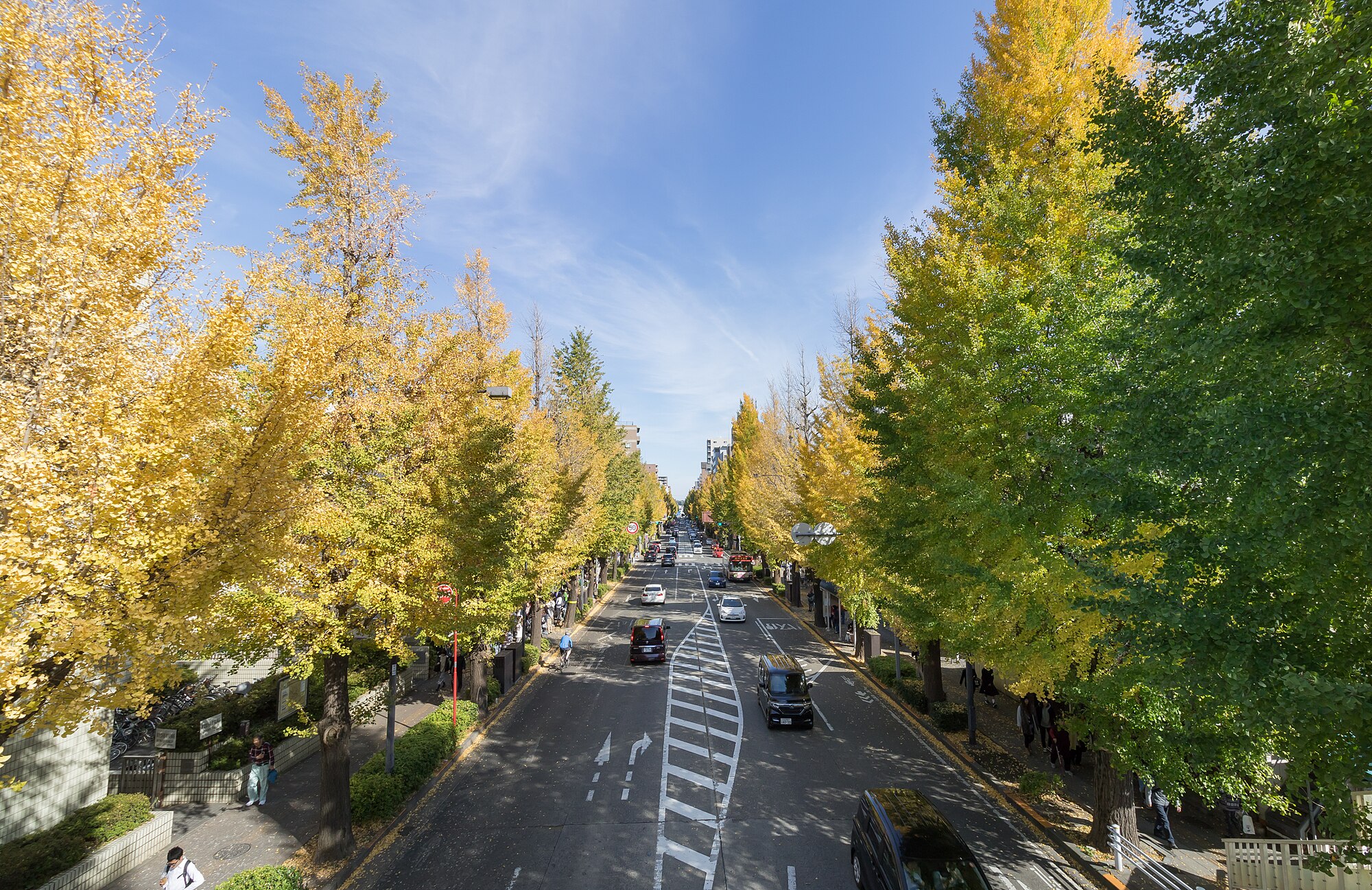Pohon ginkgo yang berjejer di sepanjang Jalan Nasional 20 dekat Stasiun Takao.