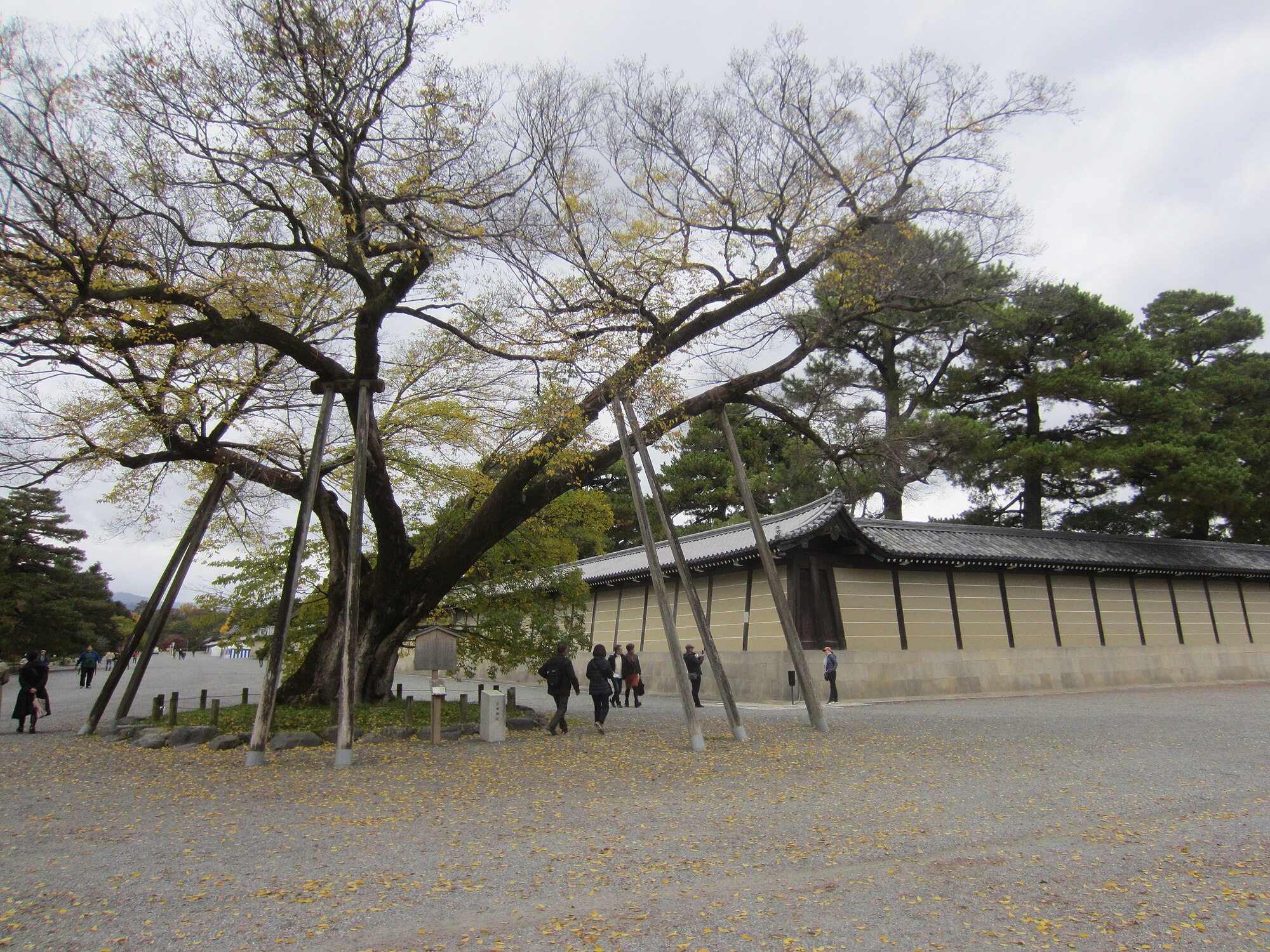 Kyoto Gyoen National Garden di Kyoto, Jepang.