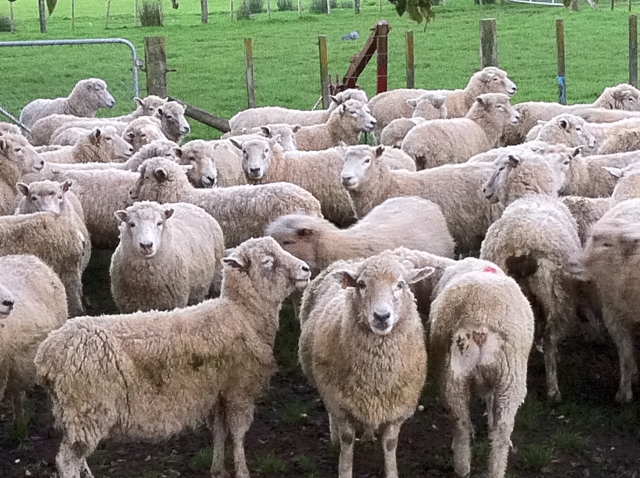 Ilustrasi domba di peternakan Jepang.