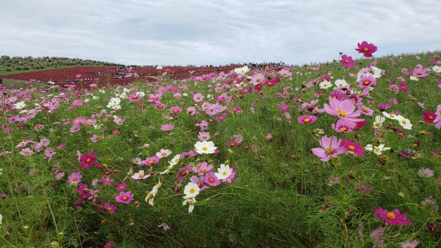 Bunga kosmos mekar saat musim gugur di Jepang.