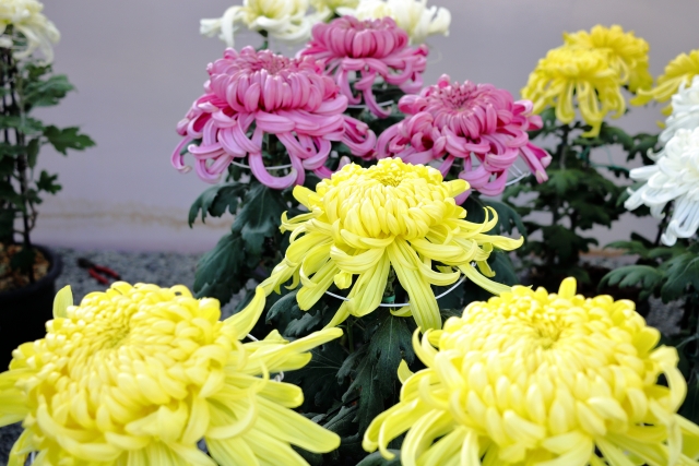 Bunga krisan biasanya mekar saat musim gugur di Jepang.