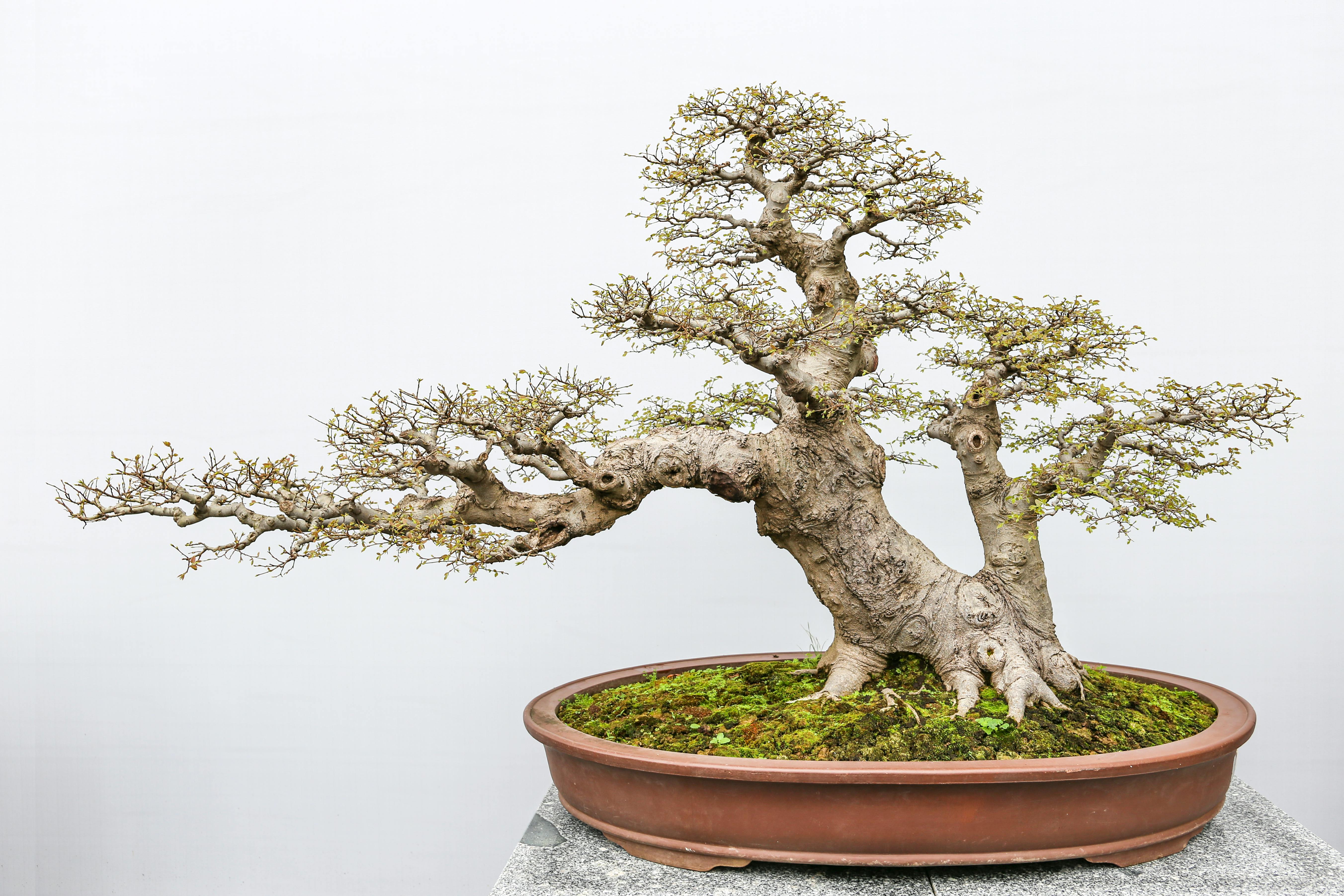 Pohon Bonsai hias dalam pot.