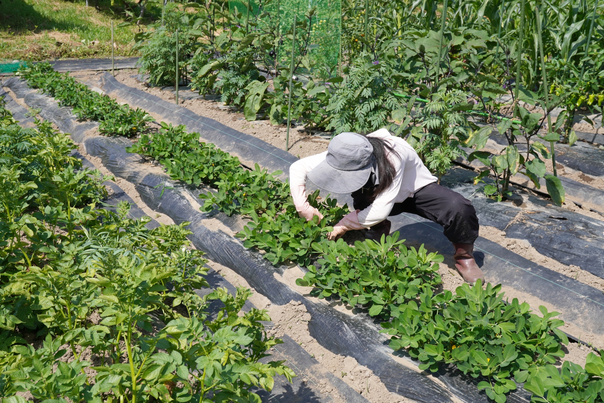 Ilustrasi kerja pertanian di Jepang.