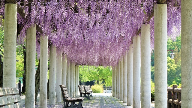 Tak hanya sakura, Jepang memiliki berbagai bunga musim semi lain yang mekar bersamaan. Simak daftar bunga seperti nanohana, wisteria, hingga nemophila di sini.