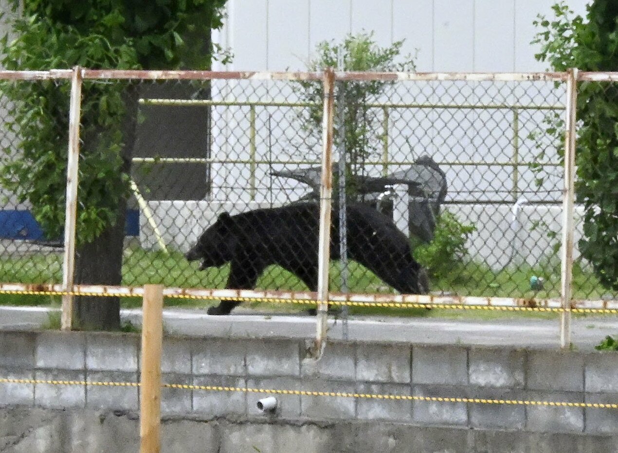 Tiga Anak Beruang Terlihat Memanjat Pohon di Jepang, Warga Diminta Waspada