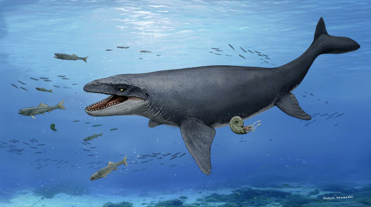 Fosil Mosasaurus yang Ditemukan di Jepang Diduga Merupakan Spesies Baru