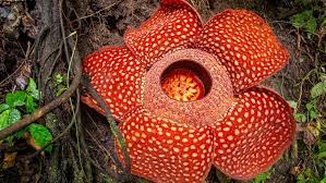 Mengenal Fakta Unik Bunga Rafflesia Arnoldii
