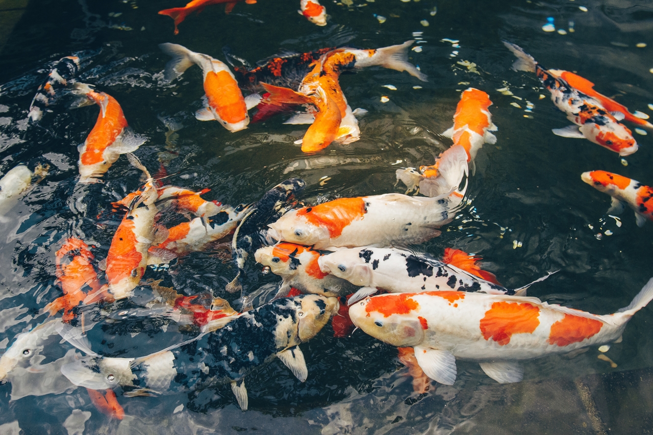 Budi Daya Ikan Koi