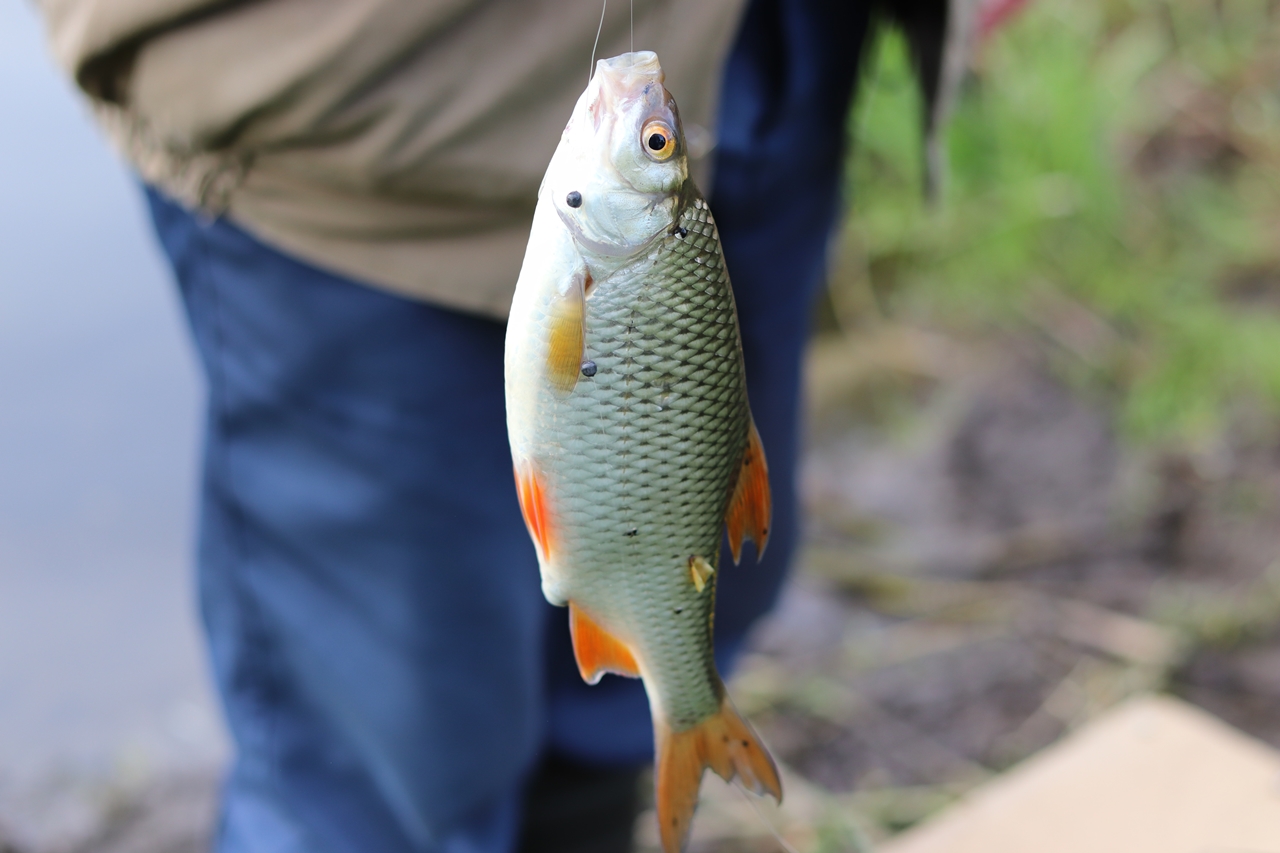 Budi Daya Ikan Mas