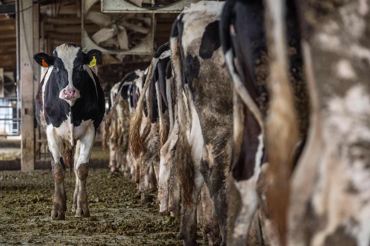 Mengapa Kompor Biogas Kotoran Sapi Ramah Lingkungan