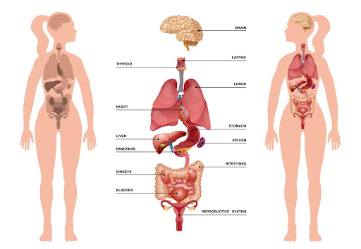 cara merawat organ vital tubuh agar tetap sehat