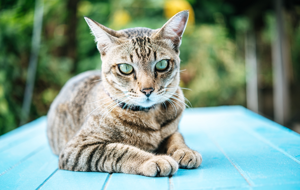 Kucing Himalaya Kampung